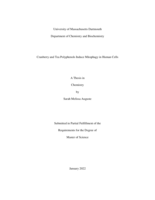 Cranberry and tea polyphenols induce mitophagy in human cells: a thesis in Chemistry