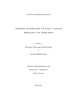 Lentiviral transduction for stable collagen production and purification: a thesis in Biomedical Engineering and Biotechnology